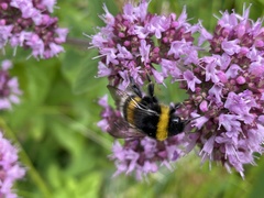 Bombus