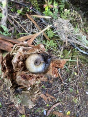 Powelliphanta