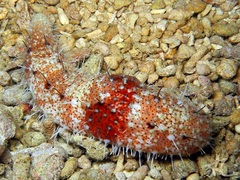 Image of Actinopyga capillata