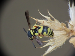Euodynerus variegatus