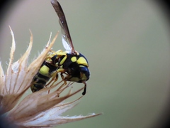 Euodynerus variegatus