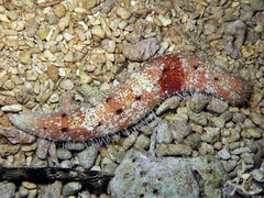 Actinopyga capillata