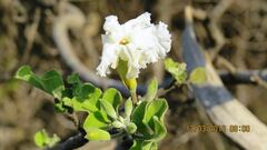 Dolichandrone falcata