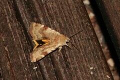 Cryptocala chardinyi