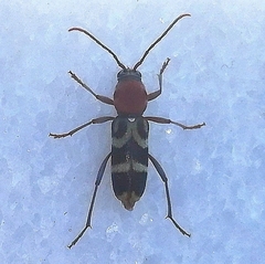 Chlorophorus trifasciatus