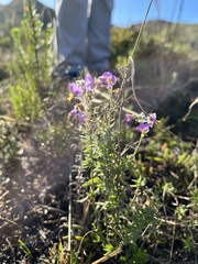 Chaenostoma caeruleum