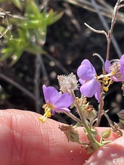 Chaenostoma caeruleum