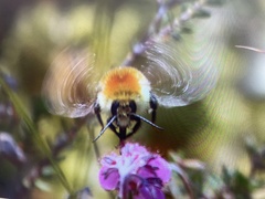 Bombus muscorum