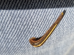 Chtonobdella limbata