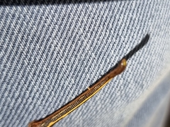 Chtonobdella limbata