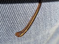 Chtonobdella limbata