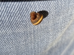 Chtonobdella limbata