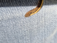 Chtonobdella limbata