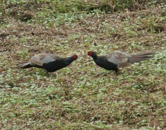 Phasianus versicolor