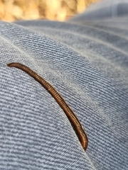 Chtonobdella limbata