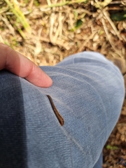 Chtonobdella limbata