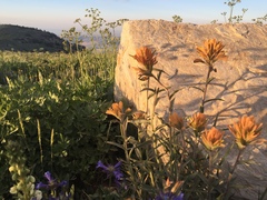 Castilleja christii