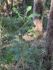 Macadamia integrifolia