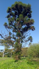 Araucaria angustifolia