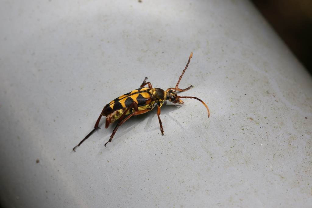 Leptura aurosericans