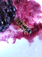 Vespula germanica