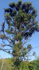 Araucaria angustifolia