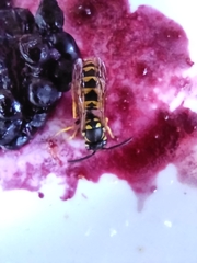Vespula germanica