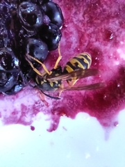 Vespula germanica