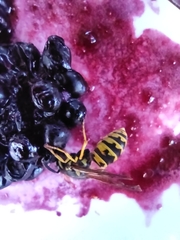 Vespula germanica