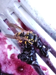 Vespula germanica
