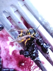 Vespula germanica