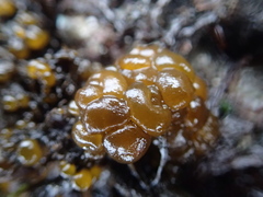 Leathesia marina