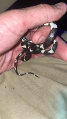 Tropidodipsas philippii