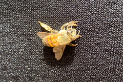 Apis mellifera