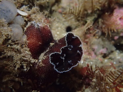 Zirfaea pilsbryi