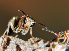 Mischocyttarus angulatus