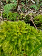 Pyrrhobryum paramattense