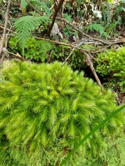 Pyrrhobryum paramattense