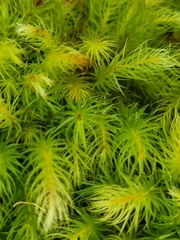 Pyrrhobryum paramattense