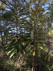 Astrotricha pterocarpa