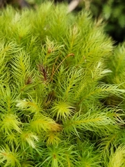 Pyrrhobryum paramattense