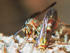 Mischocyttarus angulatus
