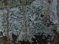 Graphis betulina