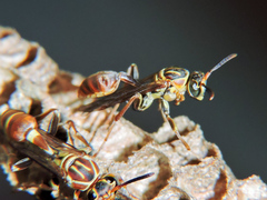 Mischocyttarus angulatus