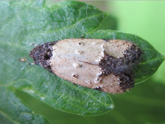 Tyrolimnas anthraconesa