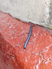 Rossiulus kessleri