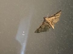 Mimorista tristigmalis
