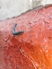 Rossiulus kessleri