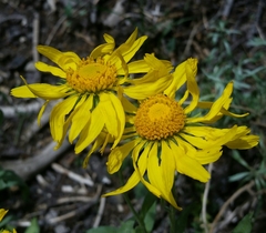 Hymenoxys hoopesii