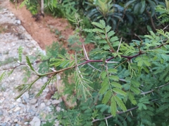Mimosa bimucronata